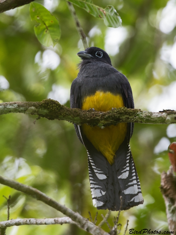 Green-backed Trogon