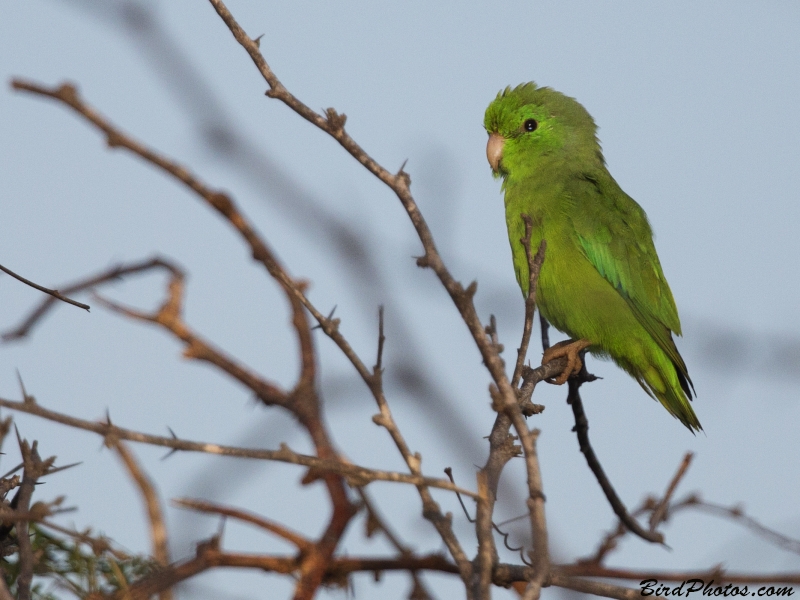 Green-rumped Parrotlet