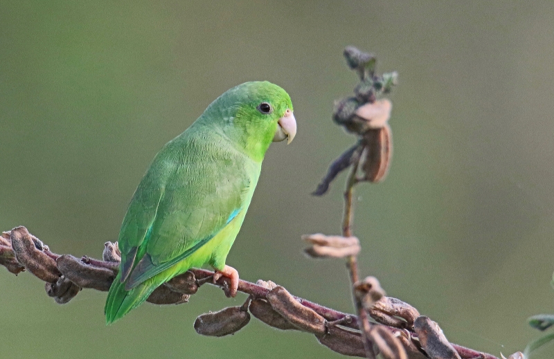 Green-rumped Parrotlet