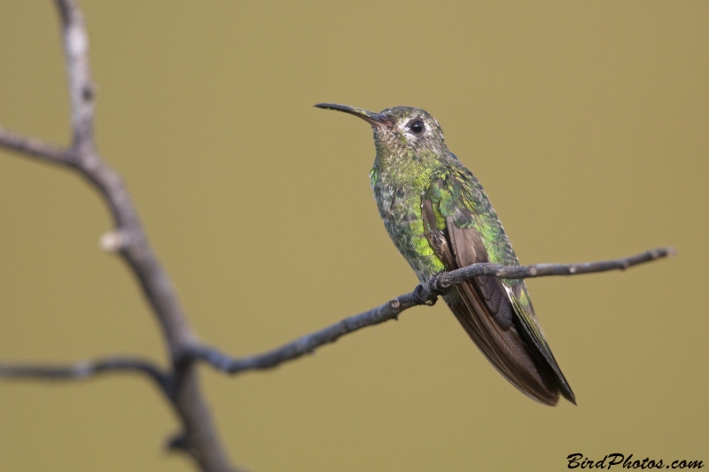 Green-tailed Goldenthroat