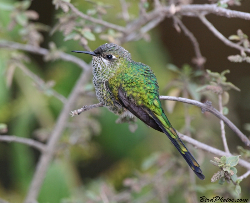 Green-tailed Trainbearer