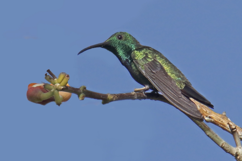 Green-throated Mango