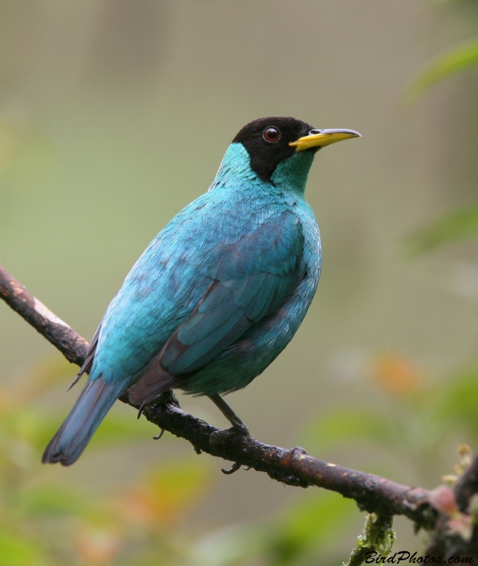 Green Honeycreeper