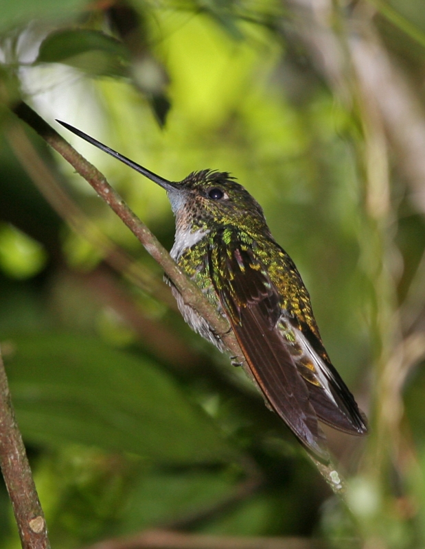 Green Inca