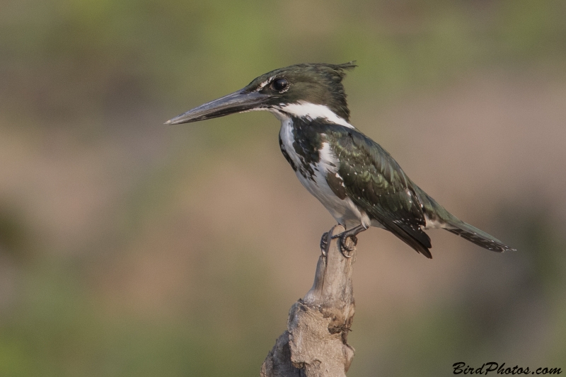 Green Kingfisher