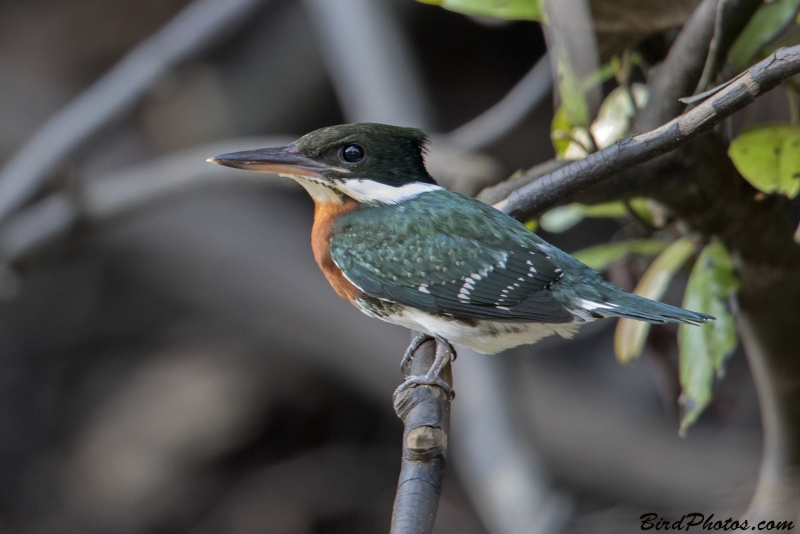 Green Kingfisher