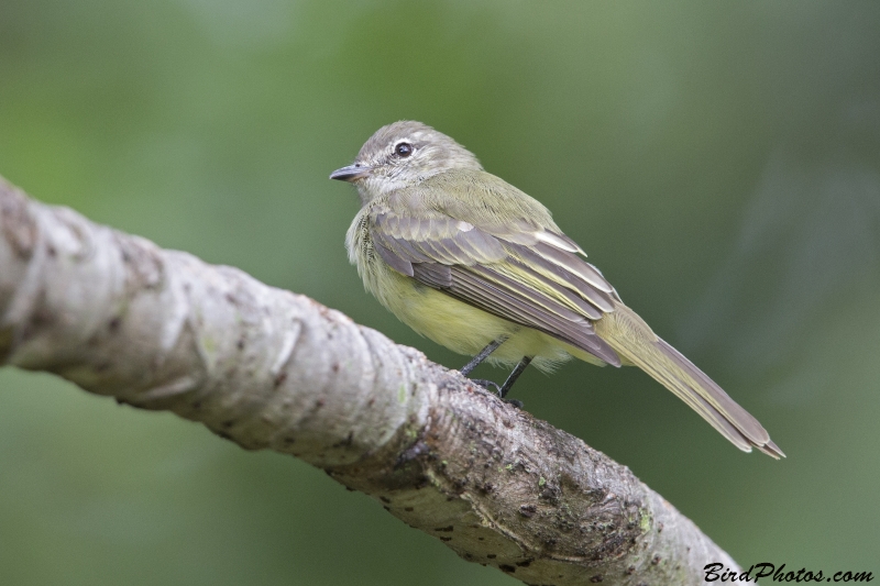 Greenish Elaenia