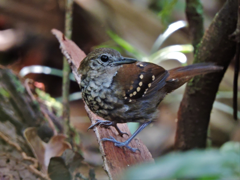 Grey-bellied Antbird