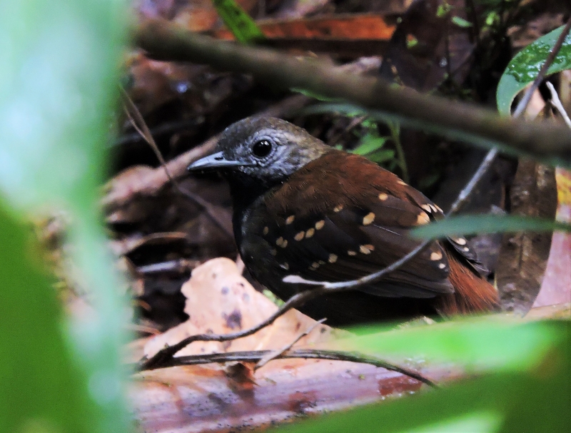 Grey-bellied Antbird