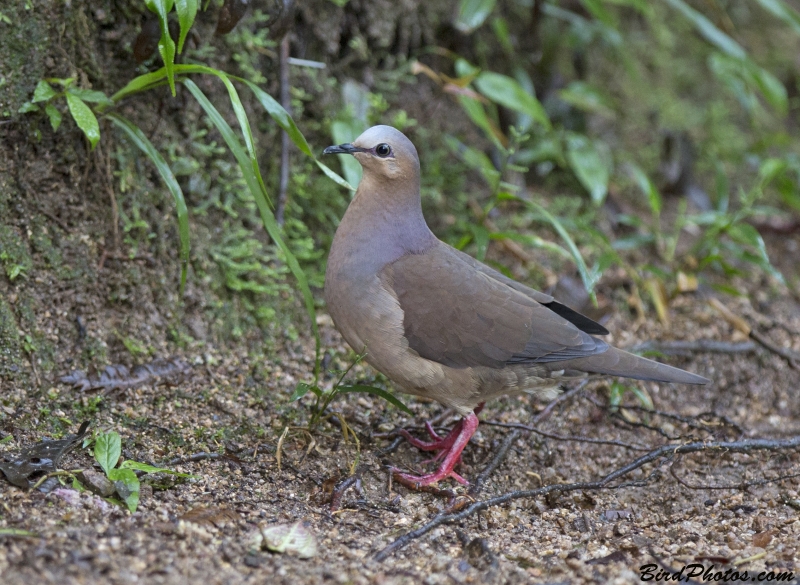 Grey-fronted Dove