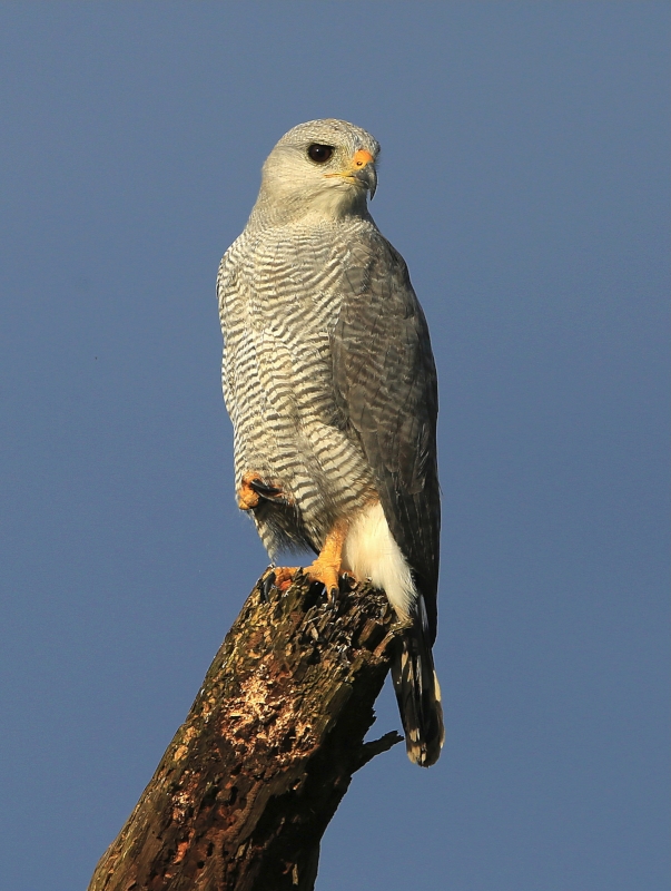 Grey-lined Hawk