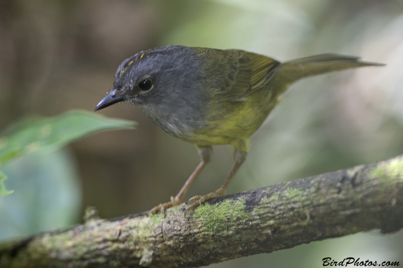 Grey-throated Warbler