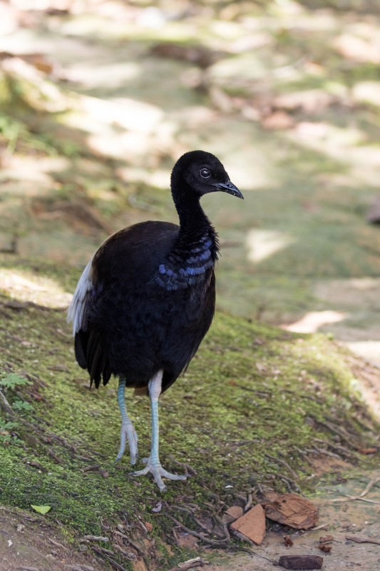 Grey-winged Trumpeter