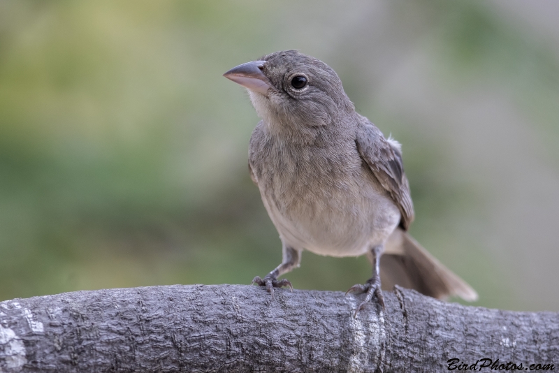 Grey Pileated Finch