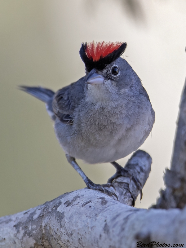 Grey Pileated Finch