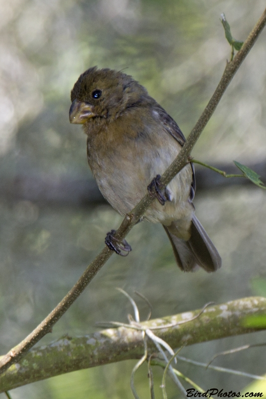 Grey Seedeater