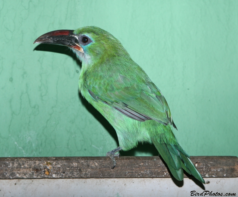 Groove-billed Toucanet