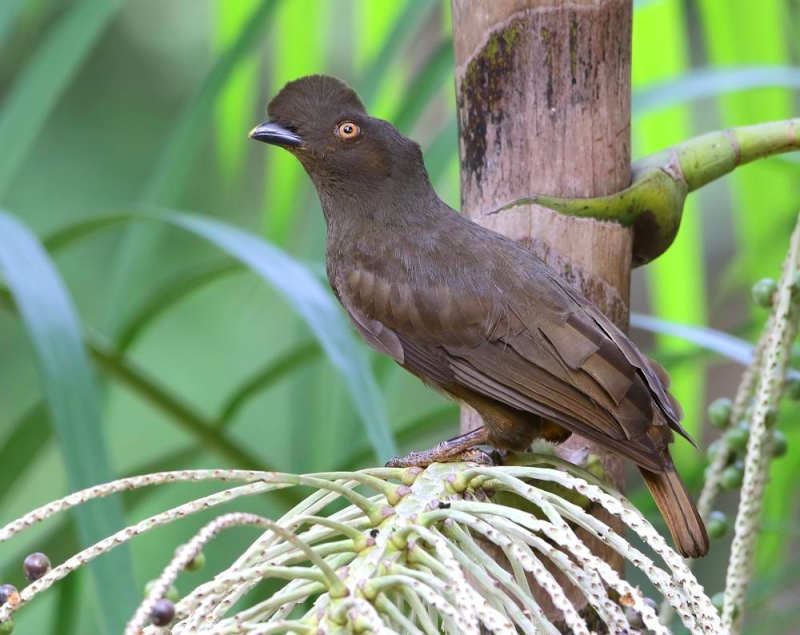 Guianan Cock-of-the-rock