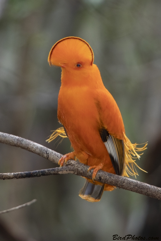 Guianan Cock-of-the-rock