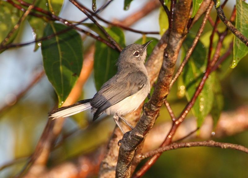 Guianan Gnatcatcher