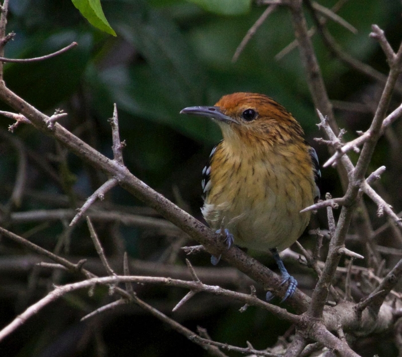 Guianan Streaked Antwren