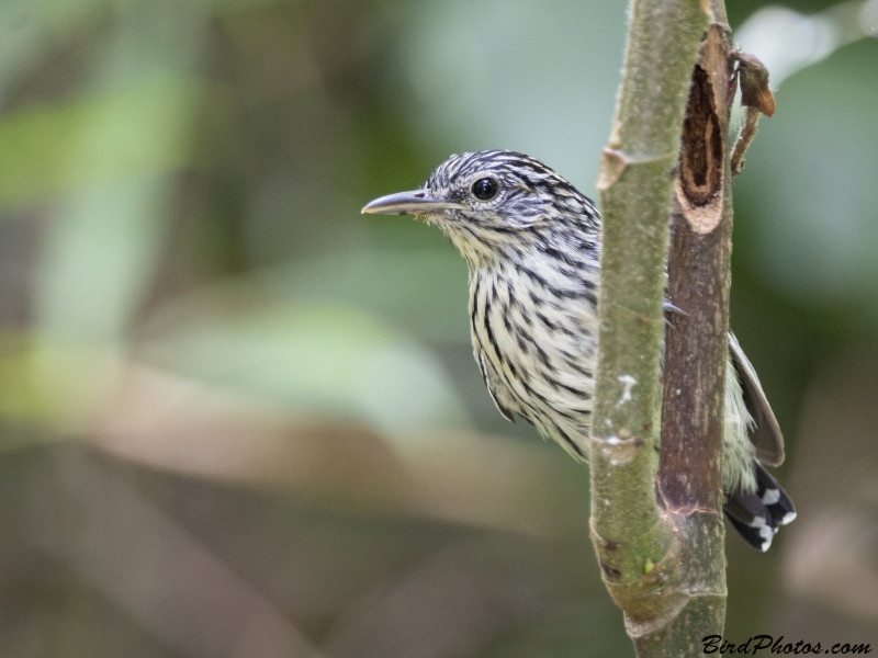 Guianan Streaked Antwren