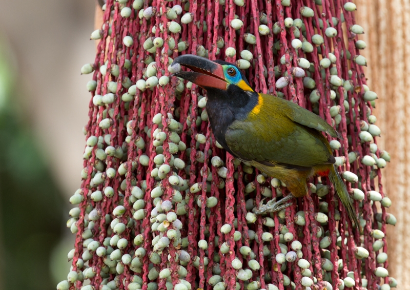 Guianan Toucanet