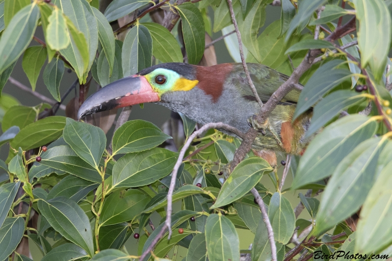 Guianan Toucanet