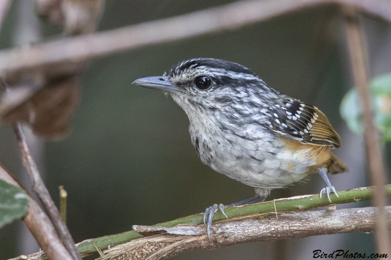 Guianan Warbling Antbird