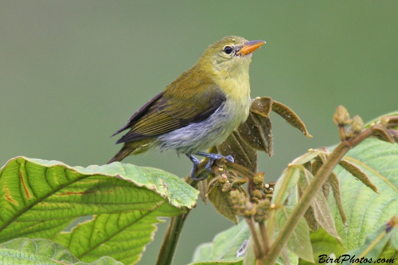 Guira Tanager