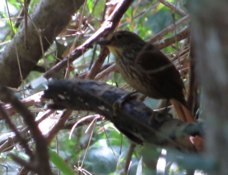 Guttulate Foliage-gleaner