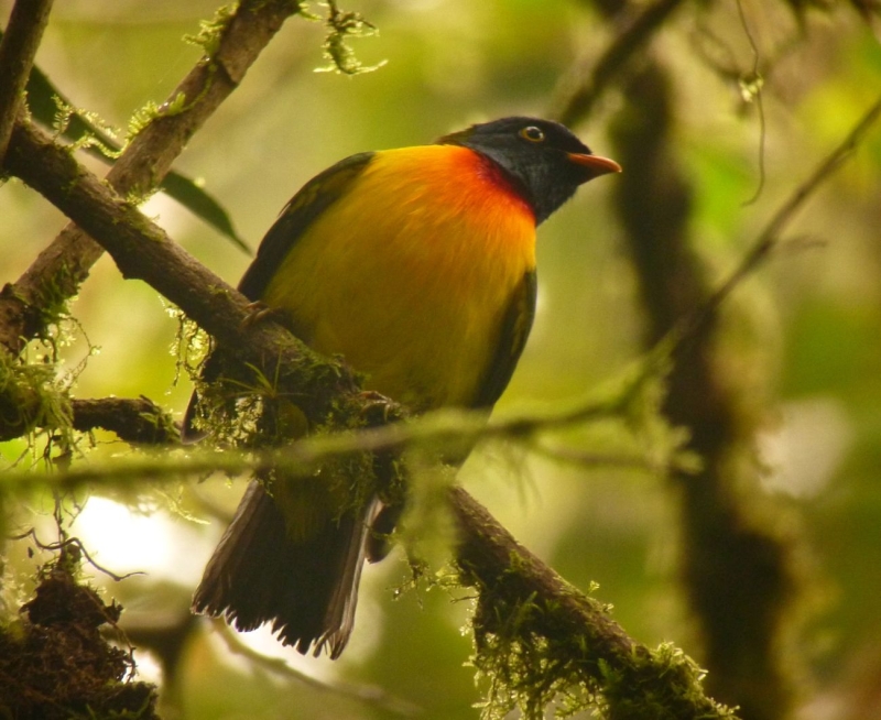 Handsome Fruiteater