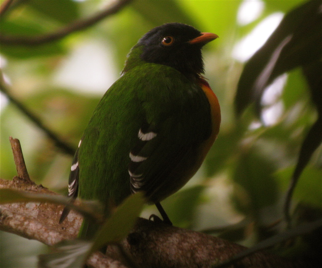 Handsome Fruiteater