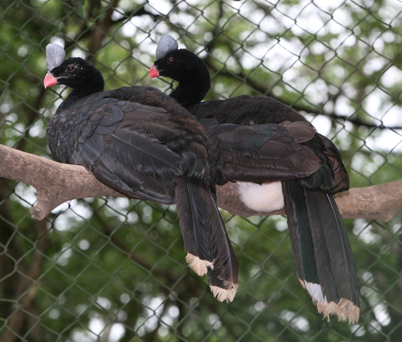 Helmeted Curassow