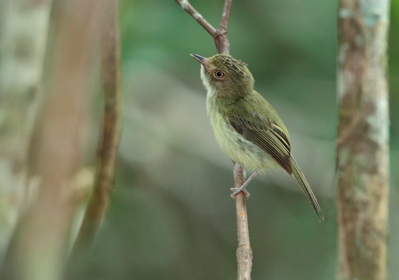 Helmeted Pygmy Tyrant