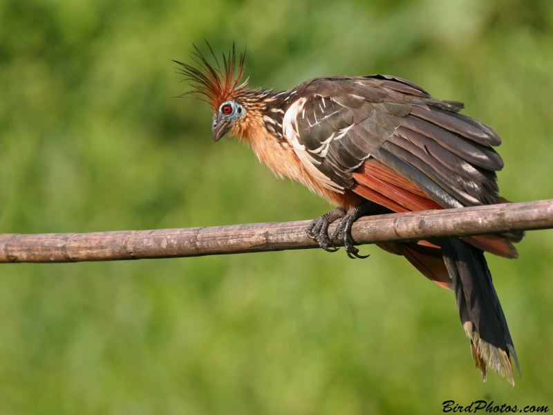 Hoatzin