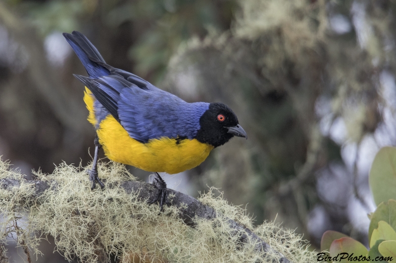 Hooded Mountain Tanager