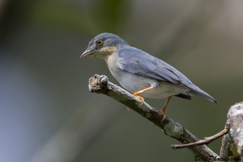 Hooded Tanager