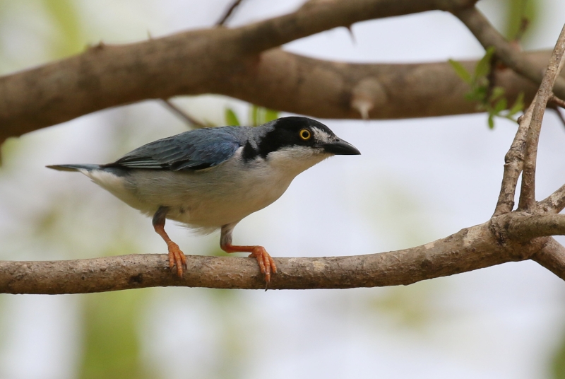 Hooded Tanager