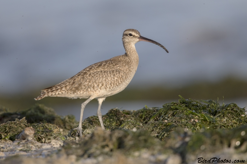 Hudsonian Whimbrel