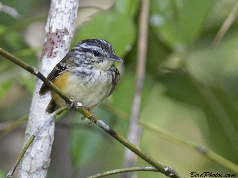 Imeri Warbling Antbird