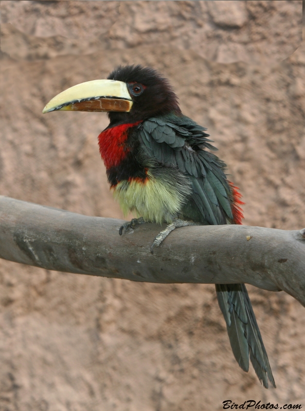 Ivory-billed Aracari