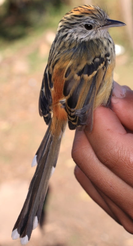 Klages's Antbird