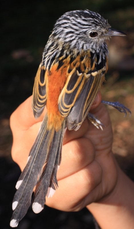 Klages's Antbird