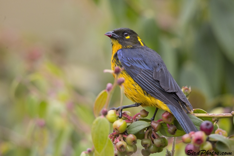 Lacrimose Mountain Tanager