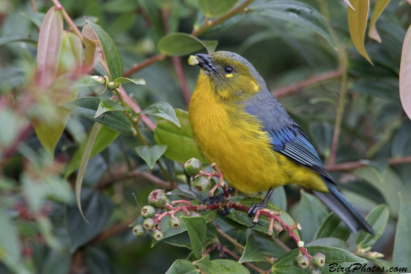 Lacrimose Mountain Tanager