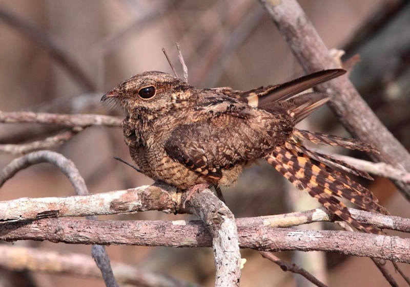 Ladder-tailed Nightjar