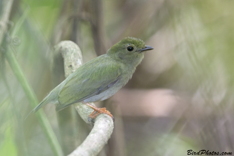 Lance-tailed Manakin