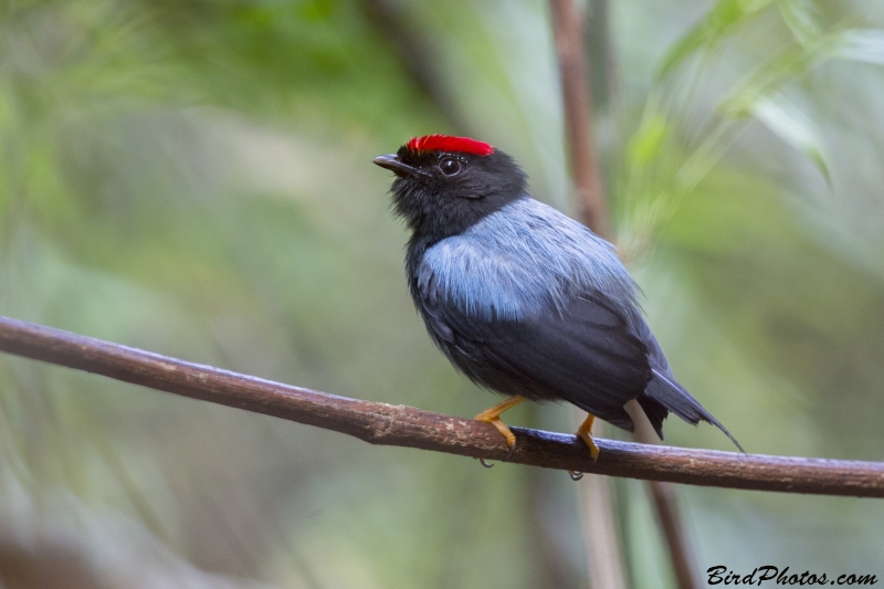 Lance-tailed Manakin