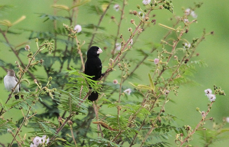 Large-billed Seed Finch